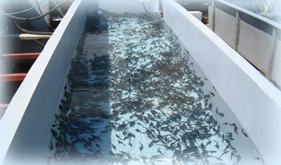 public aquarium conception in aquaculture, hatchery, fish farming, pisciculture studies and project,how the create a fish farm