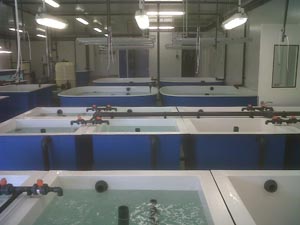 public aquarium conception in aquaculture, hatchery, fish farming, pisciculture studies and project,how the create a fish farm