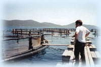 AQUALOG est un Bureau d'Etudes sp&eacute;cialis&eacute; dans la conception de fermes aquacoles, d'&eacute;closeries et d'Aquariums Publics.