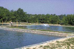 A&eacute;ration &eacute;volution de la teneur en oxyg&egrave;ne en milieu aquatique dans le domaine de l'aquaculture 
