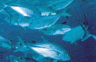 A&eacute;ration &eacute;volution de la teneur en oxyg&egrave;ne en milieu aquatique dans le domaine de l'aquaculture 