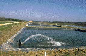 Choix d'un syst&egrave;me d'a&eacute;ration en &eacute;tang en aquaculture pisculture pour les ferme d'&eacute;levage de poissons