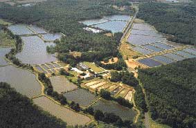 Choix d'un syst&egrave;me d'a&eacute;ration en &eacute;tang en aquaculture pisculture pour les ferme d'&eacute;levage de poissons