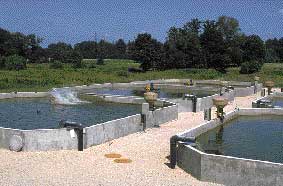 Choix d'un syst&egrave;me d'a&eacute;ration en &eacute;tang en aquaculture pisculture pour les ferme d'&eacute;levage de poissons