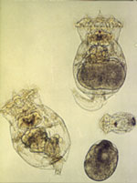 alimentation et proies vivantes nourriture utilis&eacute;es en &eacute;closerie pisciculture ferme aquacole conchyliculture aquacultures