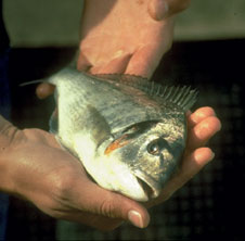 alimentation de poisson en ferme aquacole aquaculture pisciculture conchyliculture et en aquarium public
