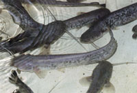 alimentation en aquaculture en eaux closes dans les pisciculture les conchylicultures ferme aquacole ainsi que dans les aquariums public