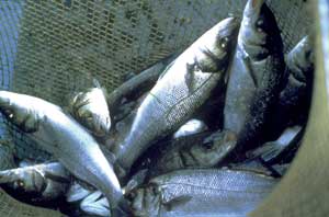 alimentation de poisson en ferme aquacole aquaculture pisciculture conchyliculture et en aquarium public