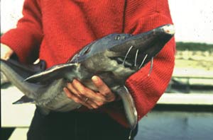 alimentation de poisson en ferme aquacole aquaculture pisciculture conchyliculture et en aquarium public