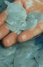 alimentation de poisson en ferme aquacole aquaculture pisciculture conchyliculture et en aquarium public