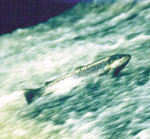 alimentation et besoin alimentaire g&eacute;n&eacute;ral en aquaculture ferme aquacole pisciculture conchylicylture &eacute;l&eacute;vage intensif de poissons aquarium public