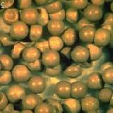 alimentation et r&eacute;colte des cystes en aquaculture pisciculture conchylicultures dans les fermes aquacoles et l &eacute;levage intensif des poissons