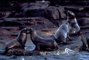 conception et r&eacute;alisation d'aqurium public et priv&eacute; pour otaries