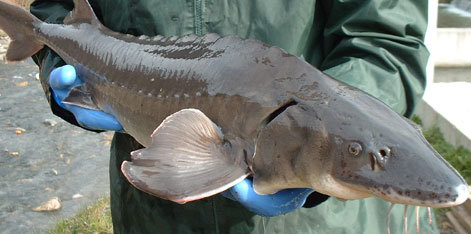 Aquaculture eng&eacute;nierie normes sanitaires