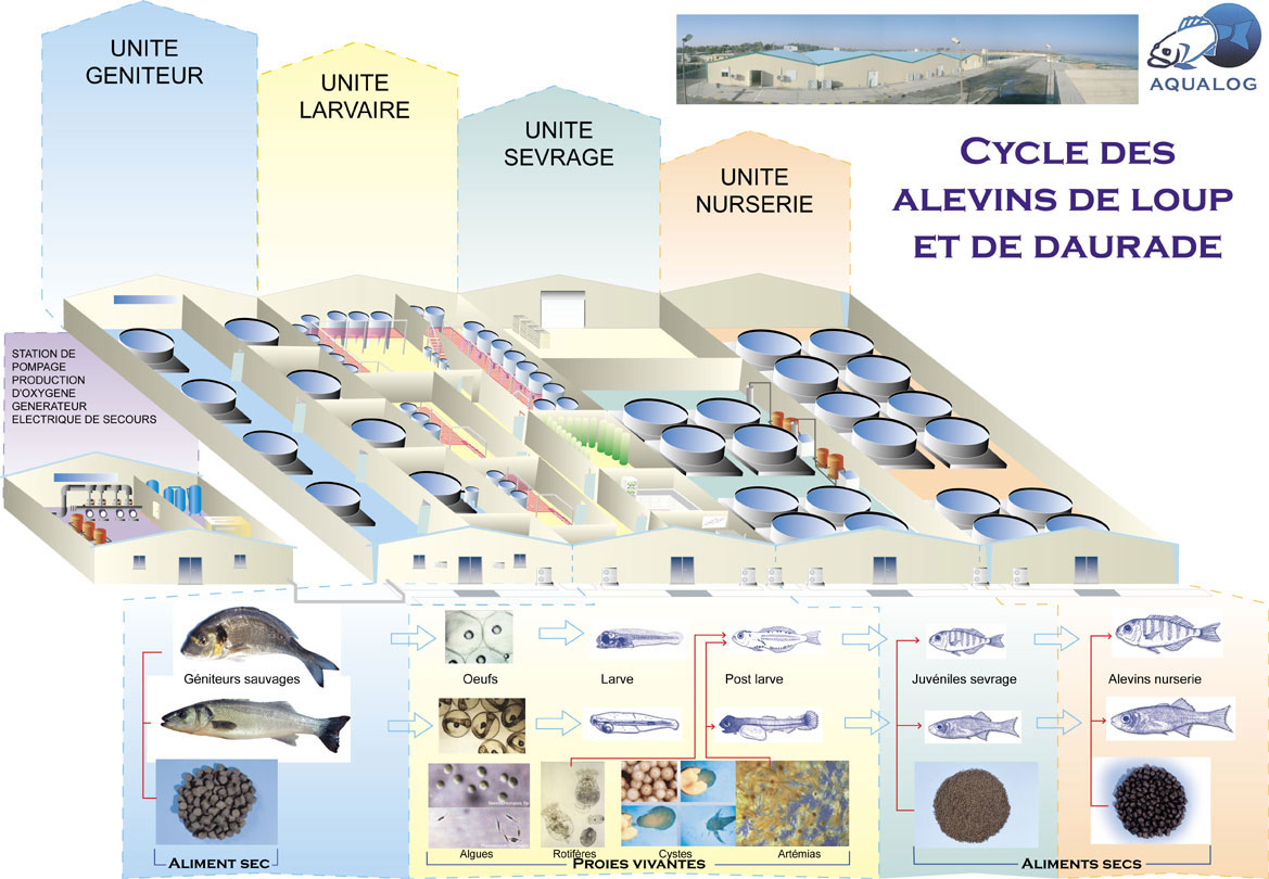 Techniques de conception et de r&eacute;alisation d'&eacute;closerie marine ferme aquacole pisciculture aquarium viviers conchyliculture