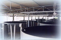 AQUALOG, gr&acirc;ce &agrave; son &eacute;quipe conception r&eacute;alisation peut mettre en oeuvre des projets aquacoles industriels. 