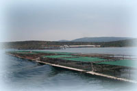 AQUALOG, gr&acirc;ce &agrave; son &eacute;quipe conception r&eacute;alisation peut mettre en oeuvre des projets aquacoles industriels. 