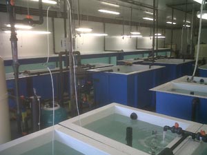L'ing&eacute;nierie aquacole exp&eacute;rience au service de l'aquaculture des fermes aquacoles &eacute;closeries viviers &eacute;tangs aquarium et mus&eacute;oc&eacute;anographieThe news en aquaculture pisciculture, conchyliculture, &eacute;closerie viviers aquariums